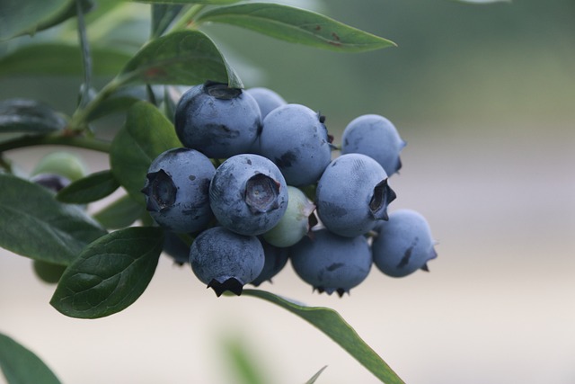 blue-berries-4352159_640