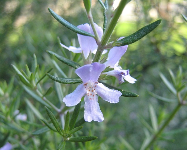 rosemary-18299_640